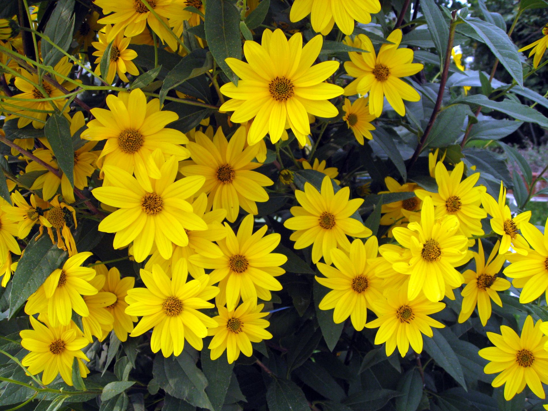 желтые высокие цветы фото и названия