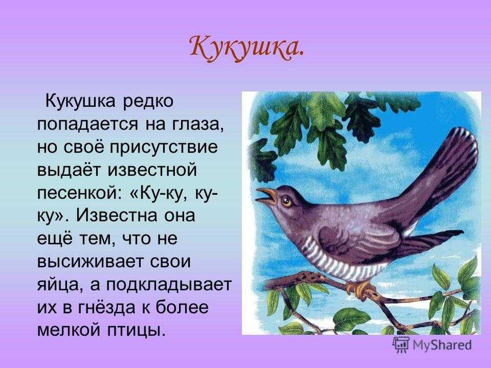 Пальчатокоренник пятнистый, или кукушкины слёзки