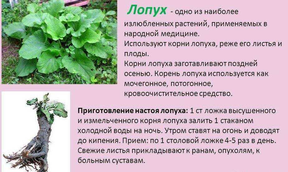 Народные применения. Лекарственные растения. Полезные растения. Лечебные растения. Листья лопуха.