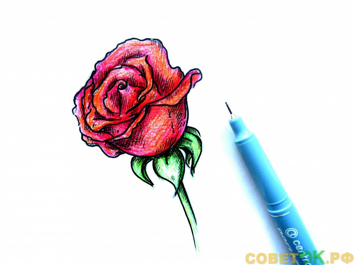 Как нарисовать розу из сердечка