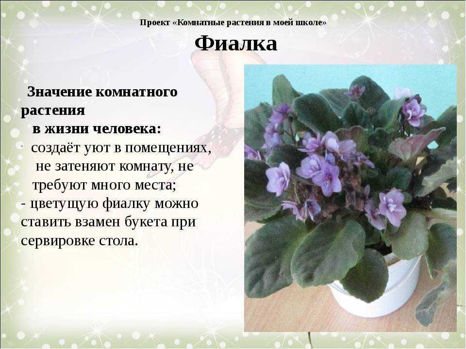 Фиалка зефир: фото и описание, выращивание и уход в домашних условиях