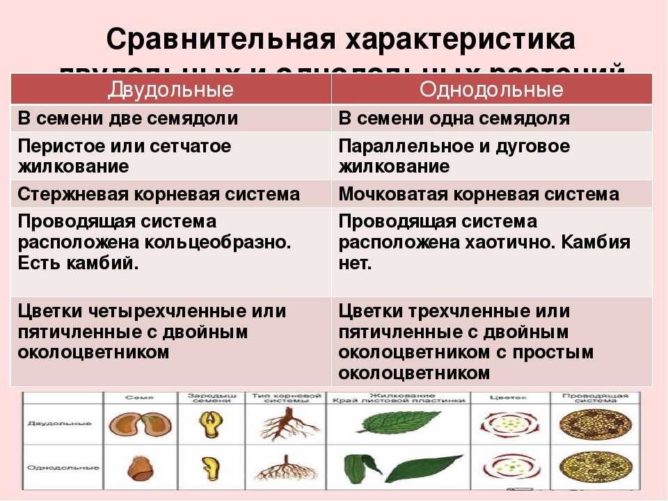 Характеристики классов растений. Характеристика класса Однодольные и двудольные. Характеристика однодольных и двудольных растений. Однодольные и двудольные растения 6 класс биология. Признаки однодольных и двудольных растений таблица 7 класс биология.