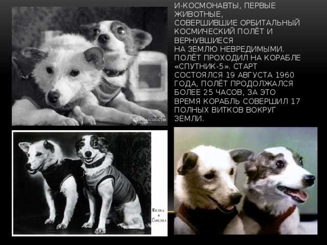 По мотивам "белка и стрелка" - торты, капкейки, пирожные, сладости   из мастики - страна мам