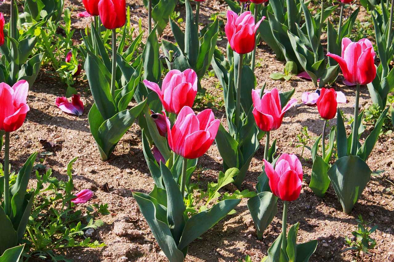 Букет тюльпанов — картинки с поздравления на 8 марта
