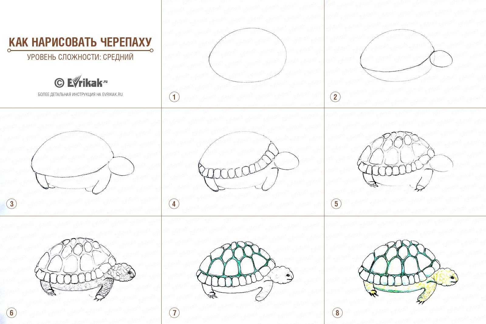 Как нарисовать черепаху карандашом