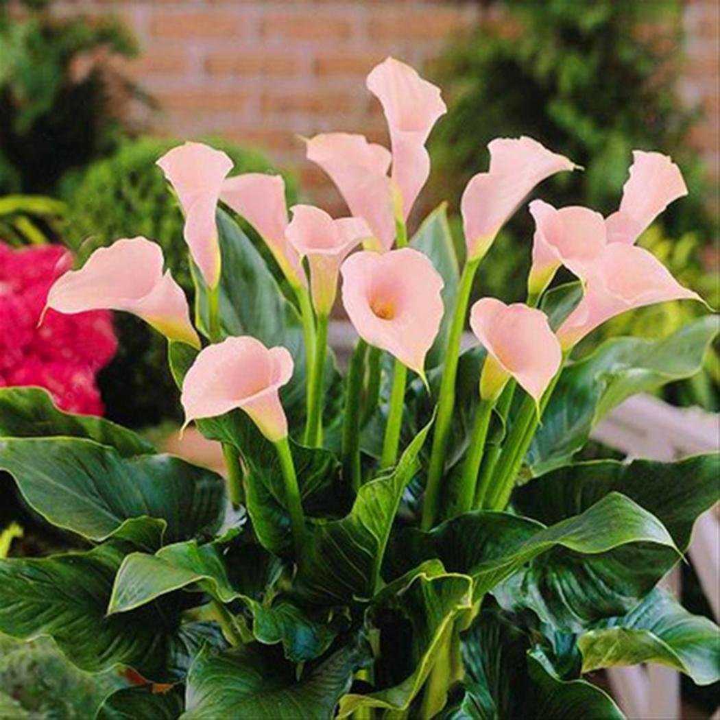 Каллы Zantedeschia rehmannii