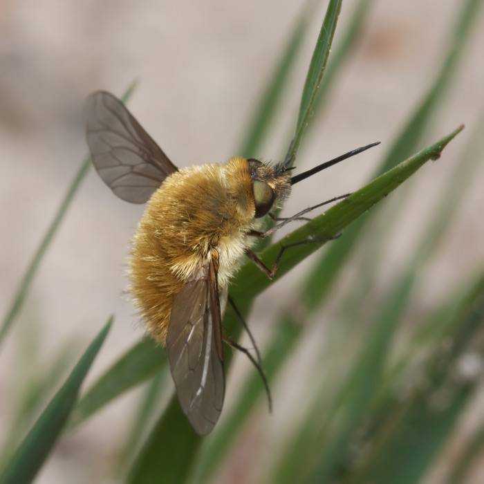 Звуки пчёл надо слышать, анализировать и понимать. экопарк  z