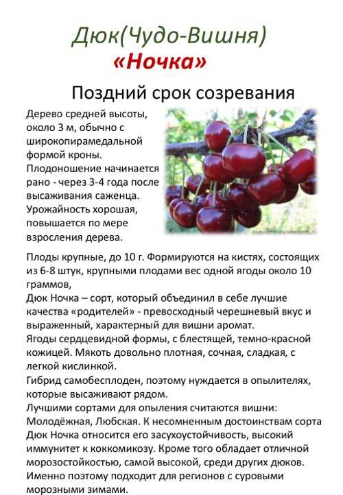 Вишня кустовая и сорта