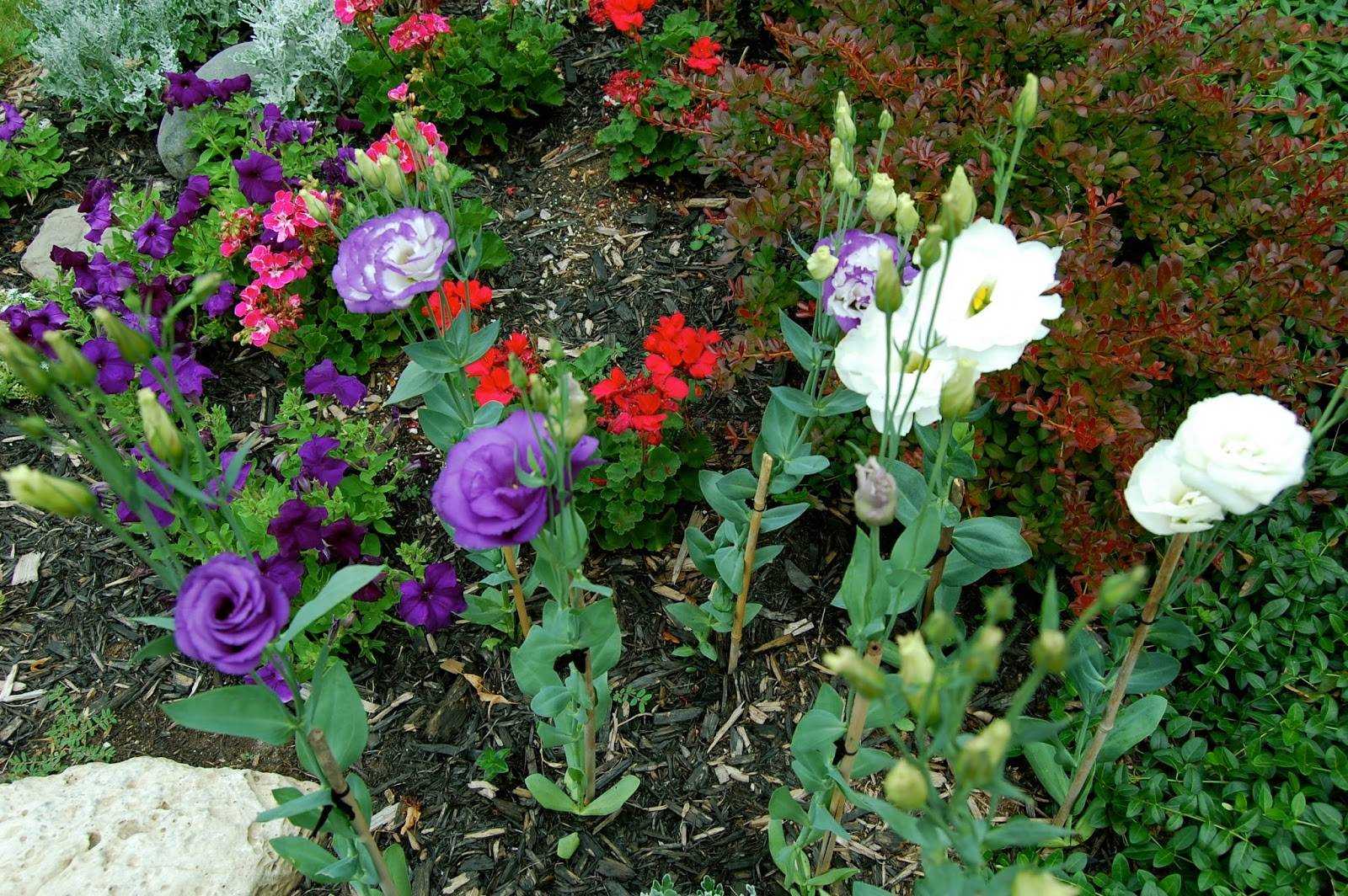 эустома фото цветов на клумбе садовая