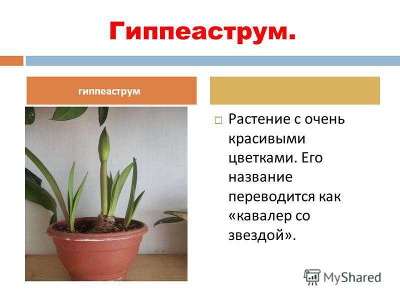 Трубчатые цветки, цветок граммофон фото комнатный