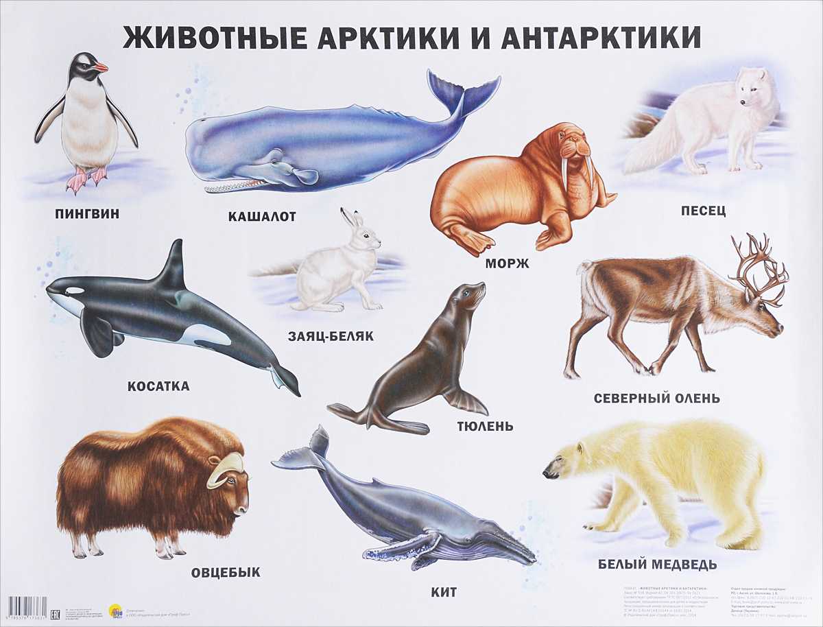 Как сделать пингвина из пластилина своими руками: поделки для детей