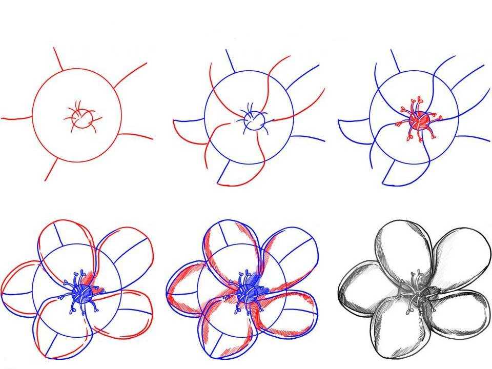 Рисование цветов пошагово. Схемы рисования цветов. Цветы рисунок поэтапно. Поэтапное рисование карандашом цветы.