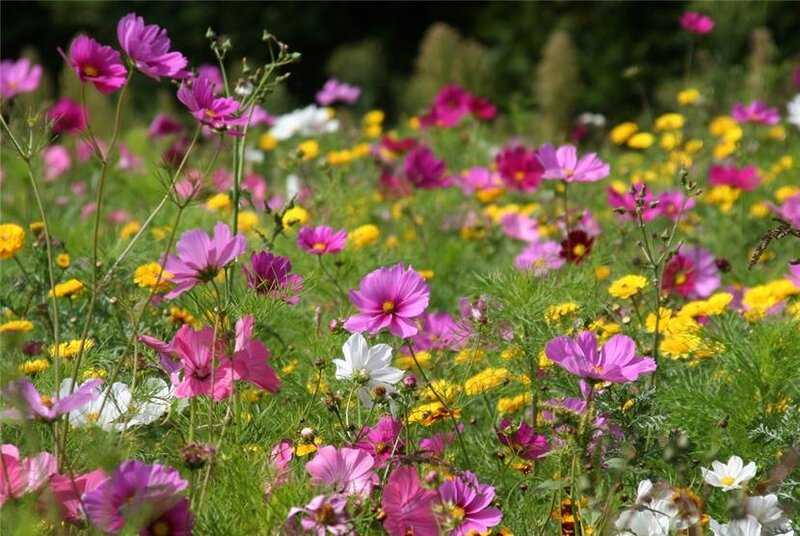 Комнатные растения из ссср | home and garden | дзен