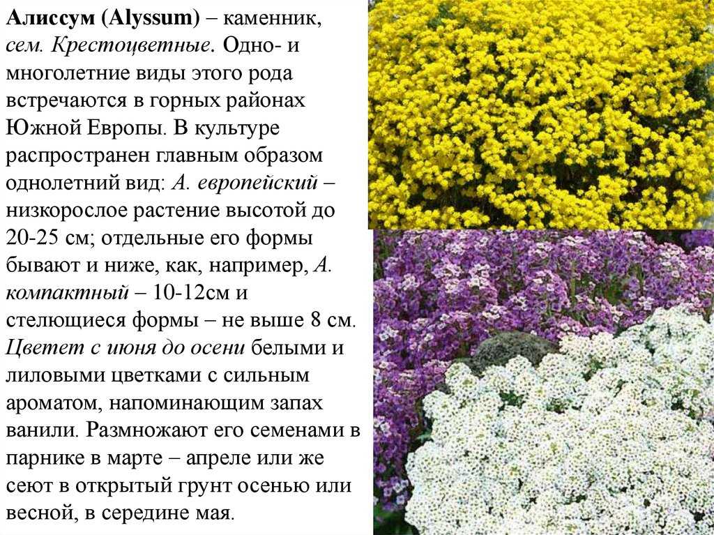 Морозостойкие цветы - дачная жизнь