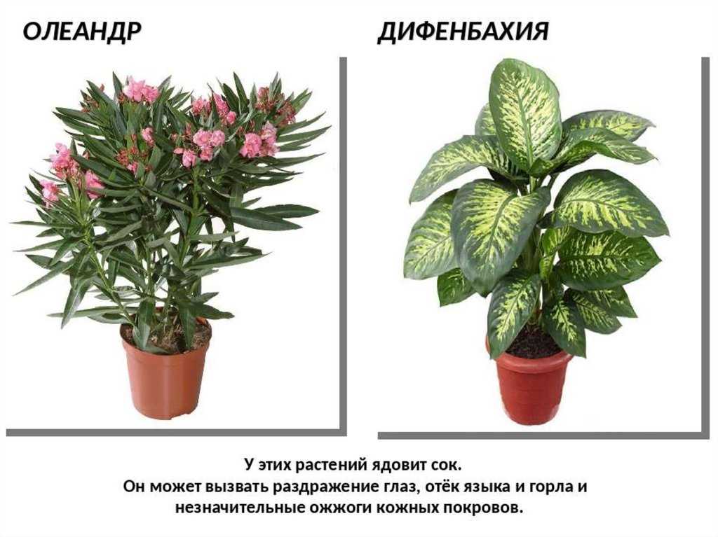 18 самых маленьких комнатных растений | wikibotanika.ru
