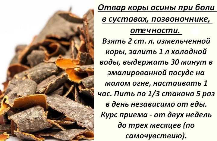 Дубовый лист фото картинка