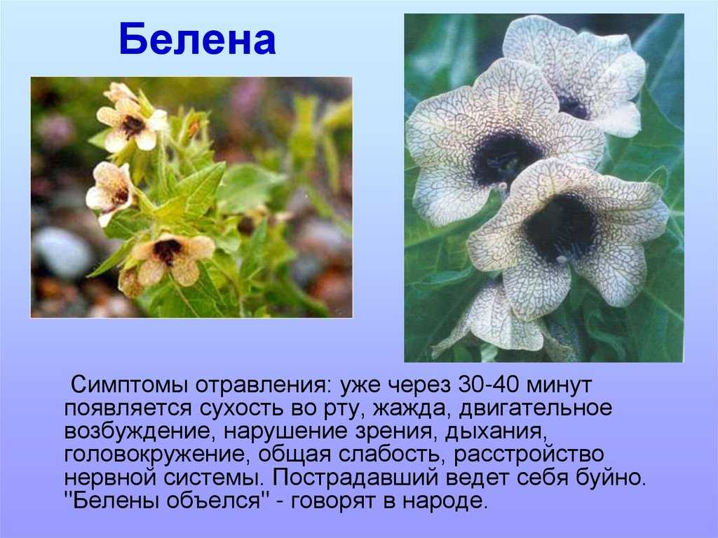 Белена черная: фото и описание, растение ядовитое, трава белая, что это такое, листья и семейство, как выглядит