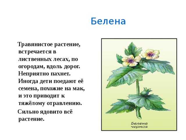 Белено это. Белена ядовитое растение описание для детей 3. Белена растение описание для детей. Белена ядовитое растение 2 класс. Белена черная ядовитое растение доклад 2 класс.