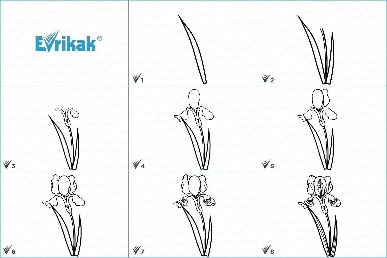 Ирис как рисовать