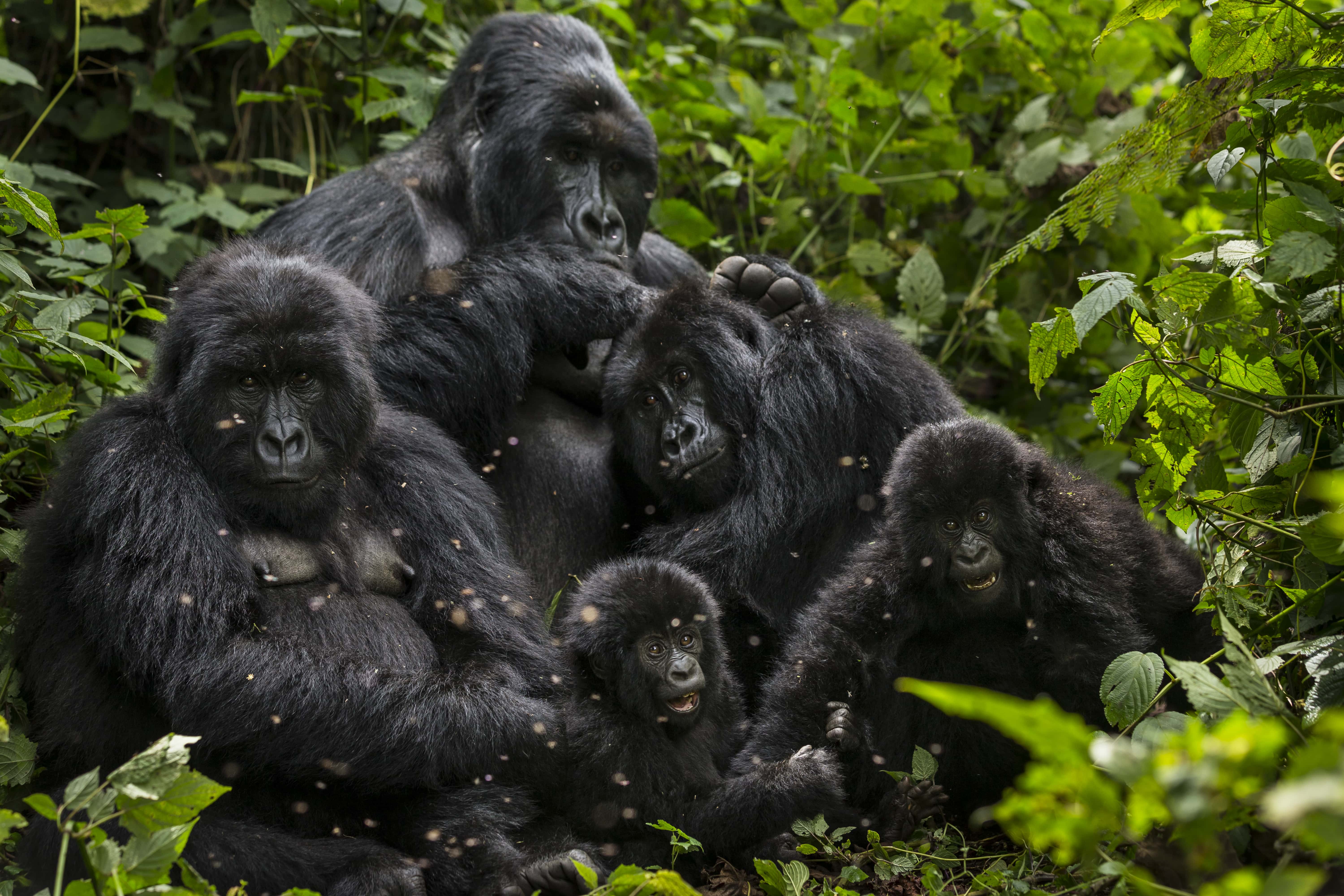 Наблюдать обезьяна. Национальный парк Вирунга гориллы. Восточная Горная горилла. Западная горилла Gorilla Gorilla. Сильвербэк горилла.