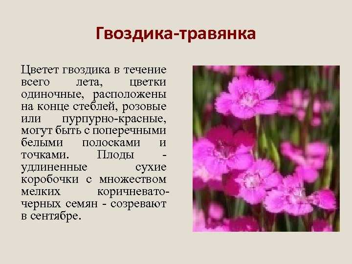 25 самых красивых весенних цветов: определитель с фото и названиями