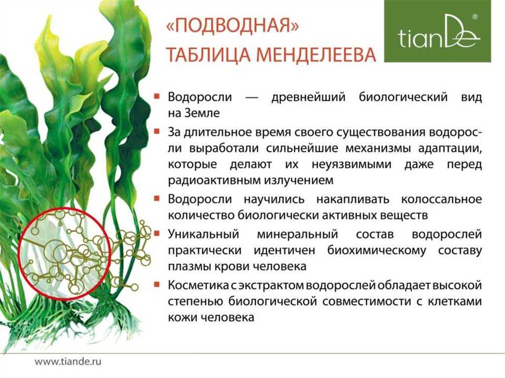 Морская капуста (ламинария) – описание, где растет водоросль
