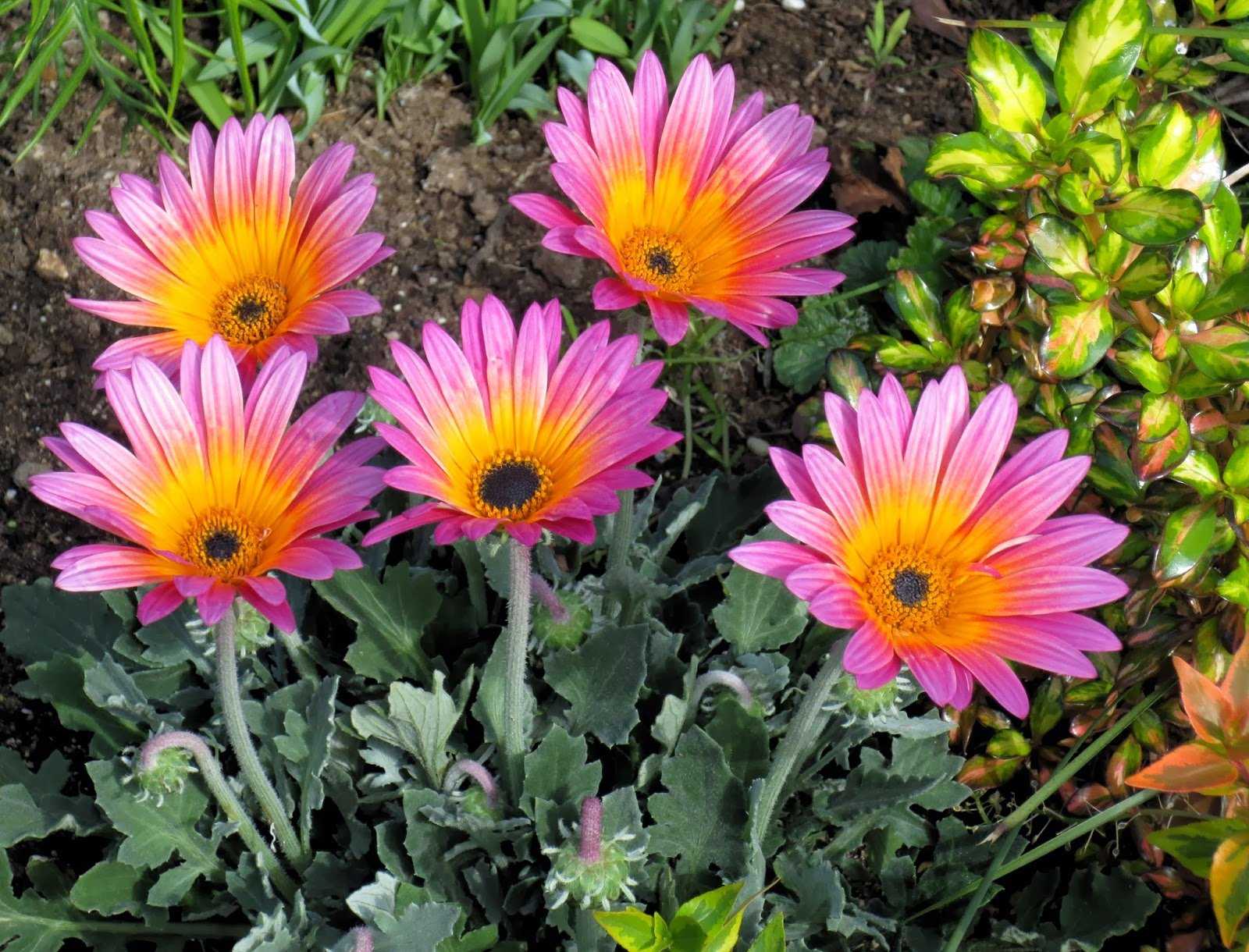 Цветы шапками название - дневник садовода flowers-republic.ru