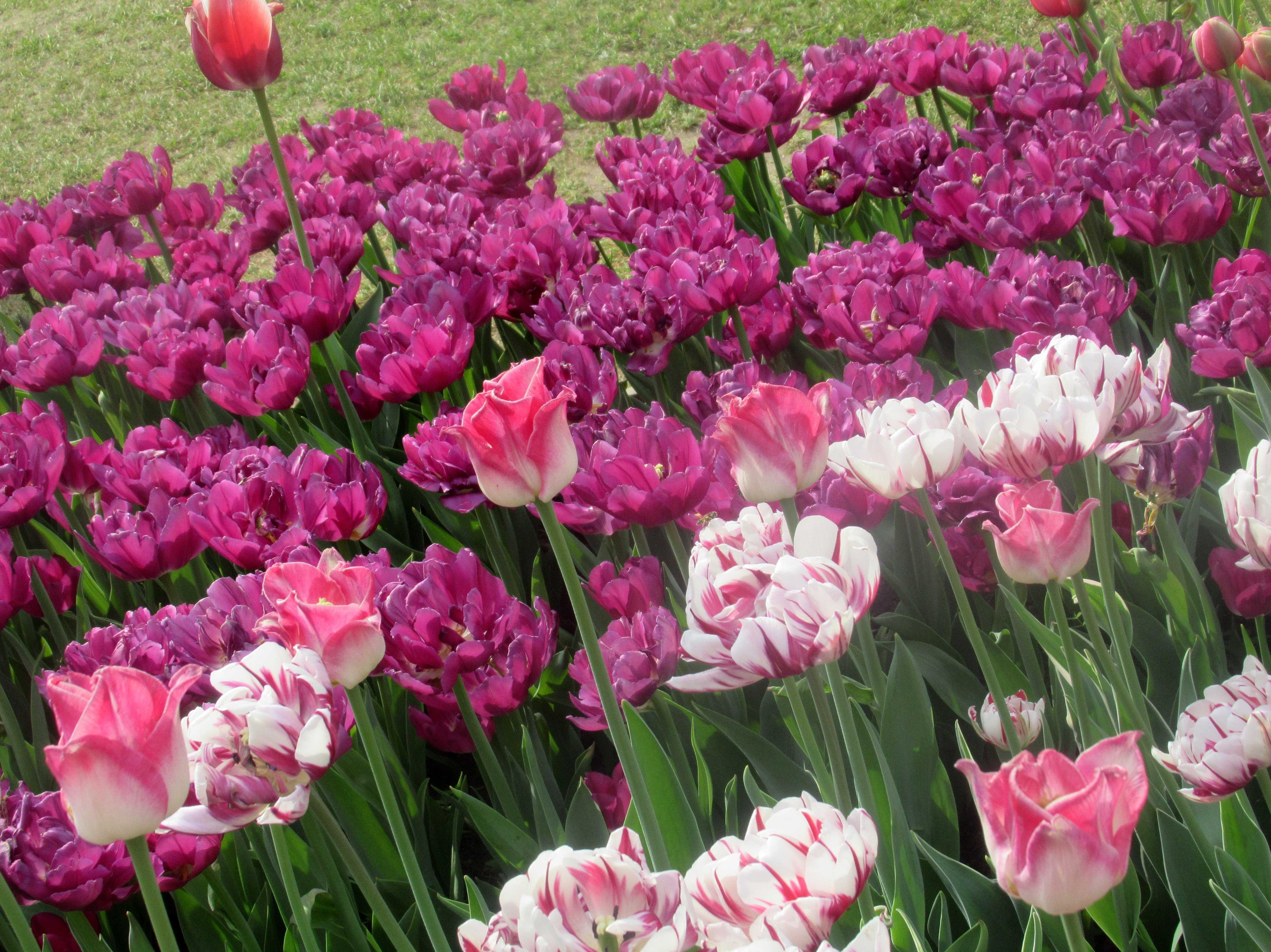Многоцветковые тюльпаны - дачная жизнь