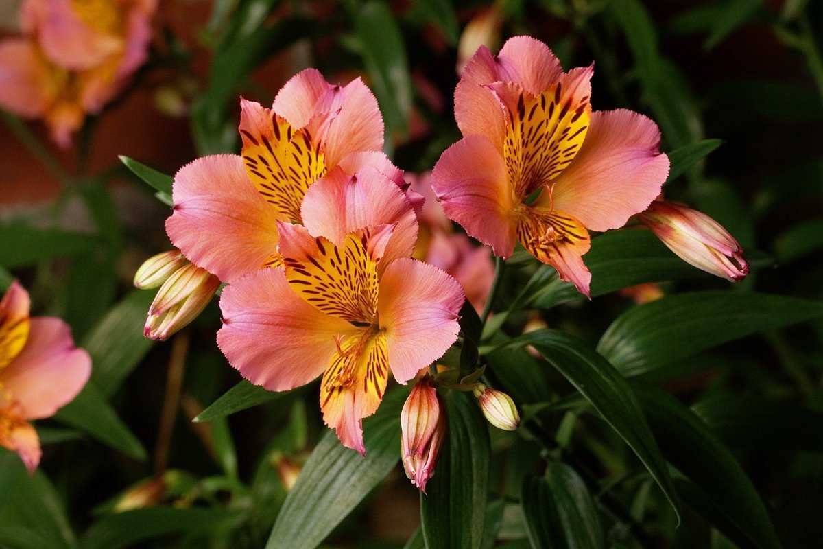 Alstroemeria Pelegrina