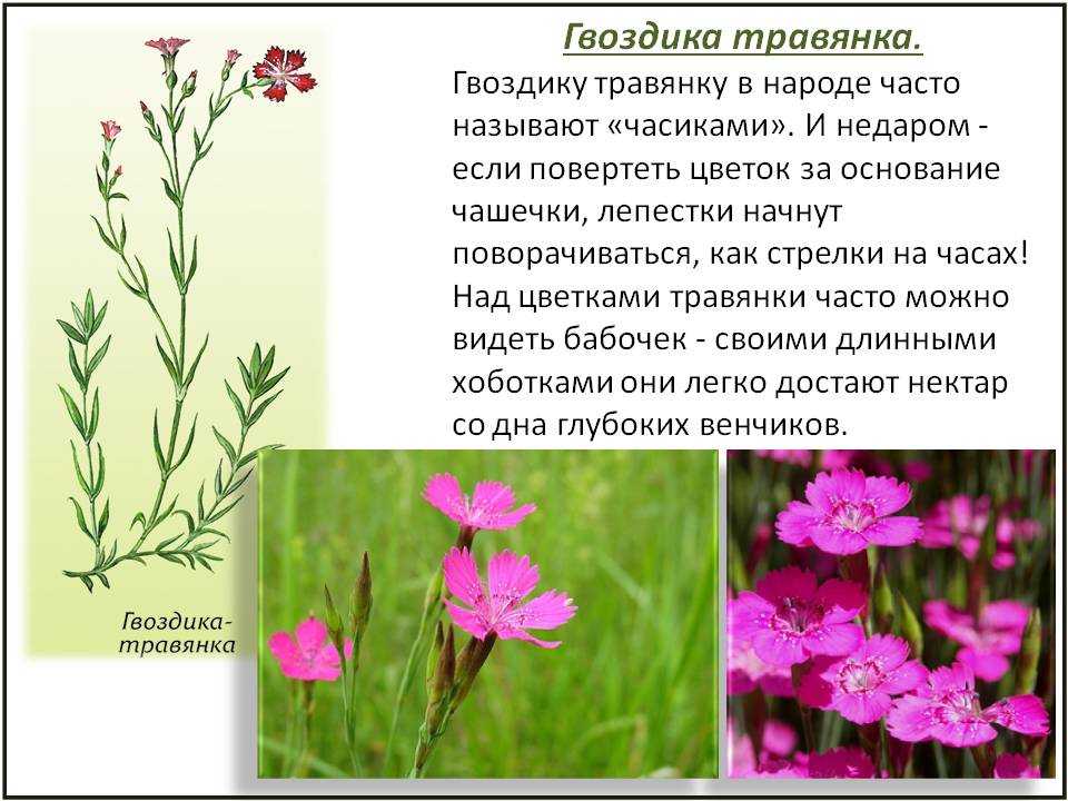 Гвоздика травянка описание растения и фото