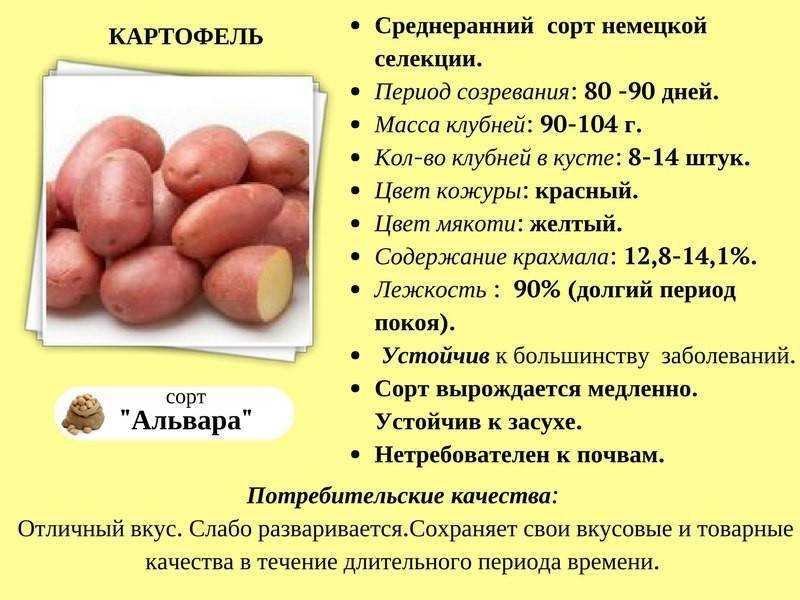 Самые ранние сорта картофеля: 15 лучших, их описания, характеристики и фото