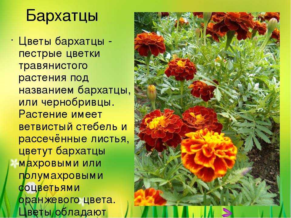 Торт красный бархат пошаговый рецепт