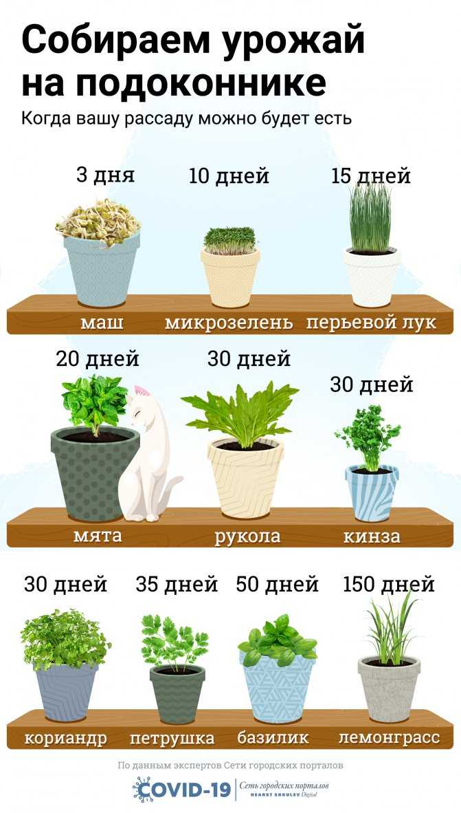 Комнатные цветы из семян: как вырастить в домашних условиях