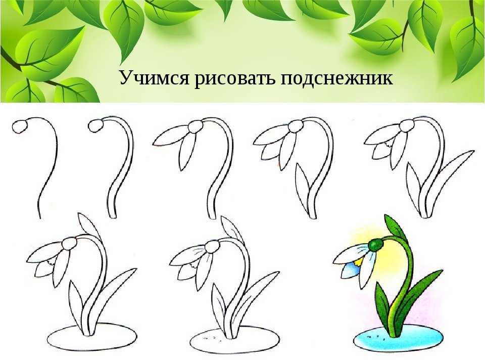 Рисуем подснежник поэтапно 1 класс