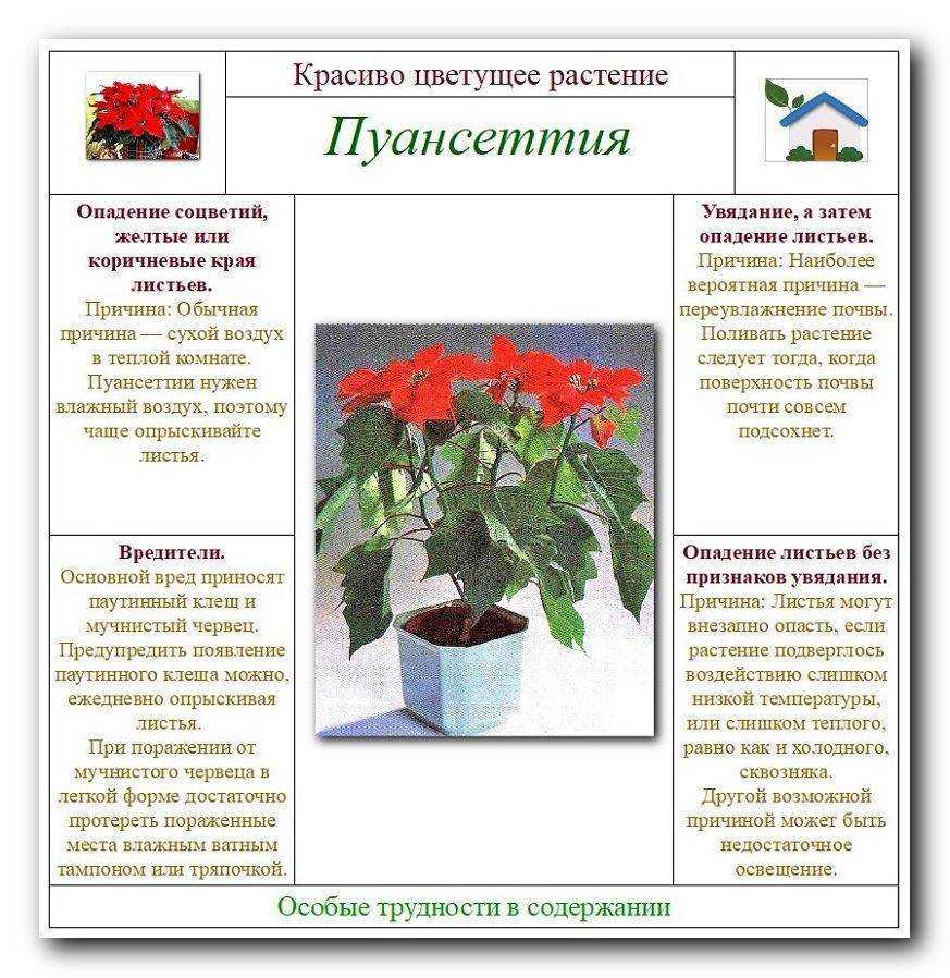Почему гибискус сбрасывает бутоны (нераспустившиеся): причины, решение