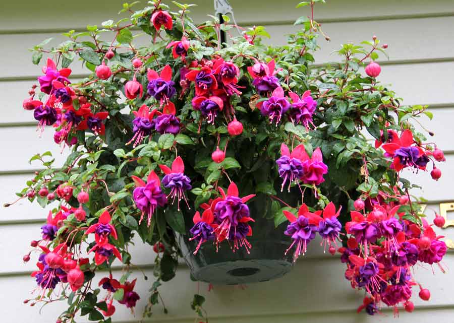 Растение фуксия: фото, сорта, выращивание, посадка и уход в домашних условиях
