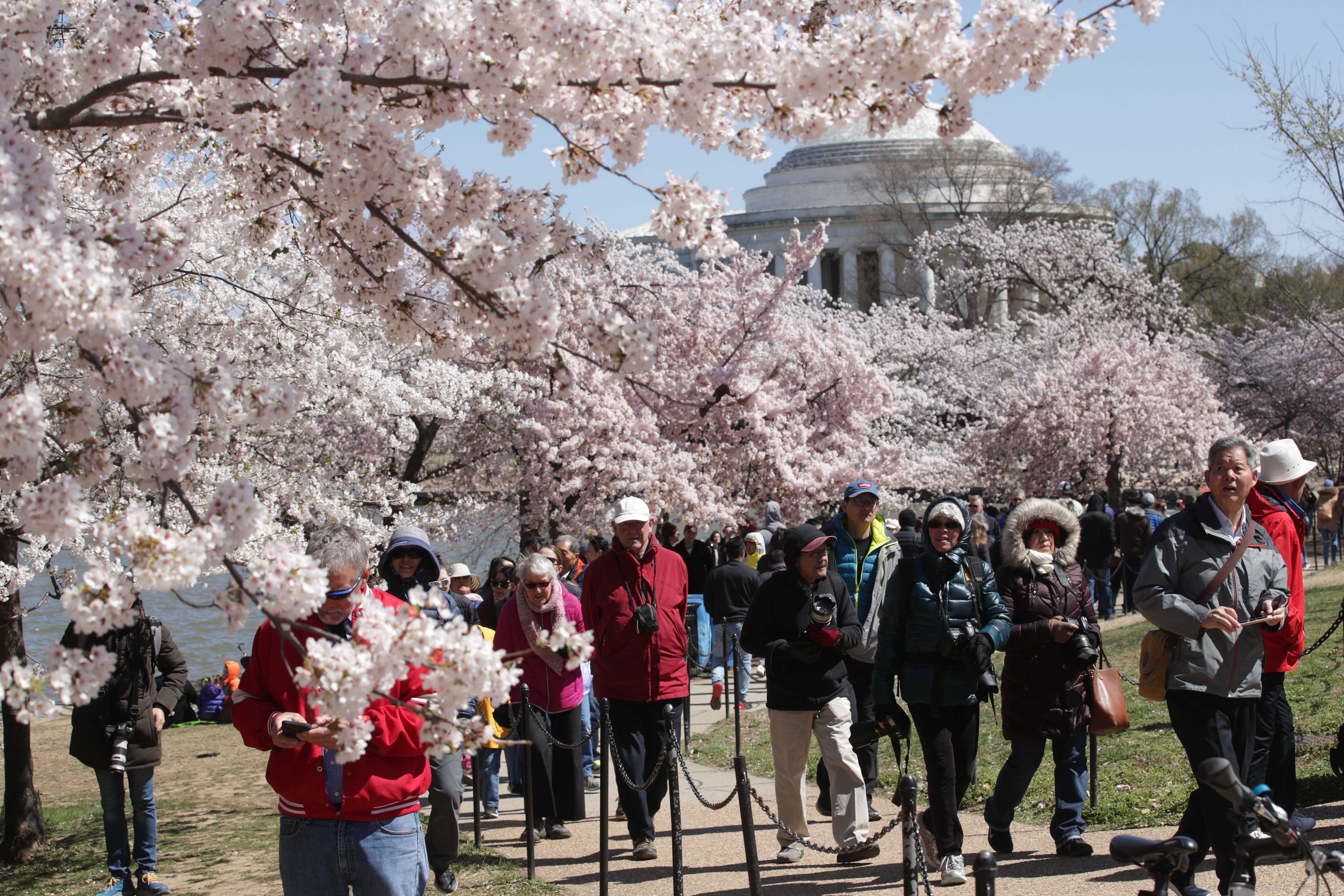 Где сейчас цветет. Фестиваль цветения Сакуры в Вашингтоне. The Cherry Blossom Festival Вашингтон. Национальный фестиваль цветения вишни в Вашингтон. Цветущие деревья в Вашингтоне.