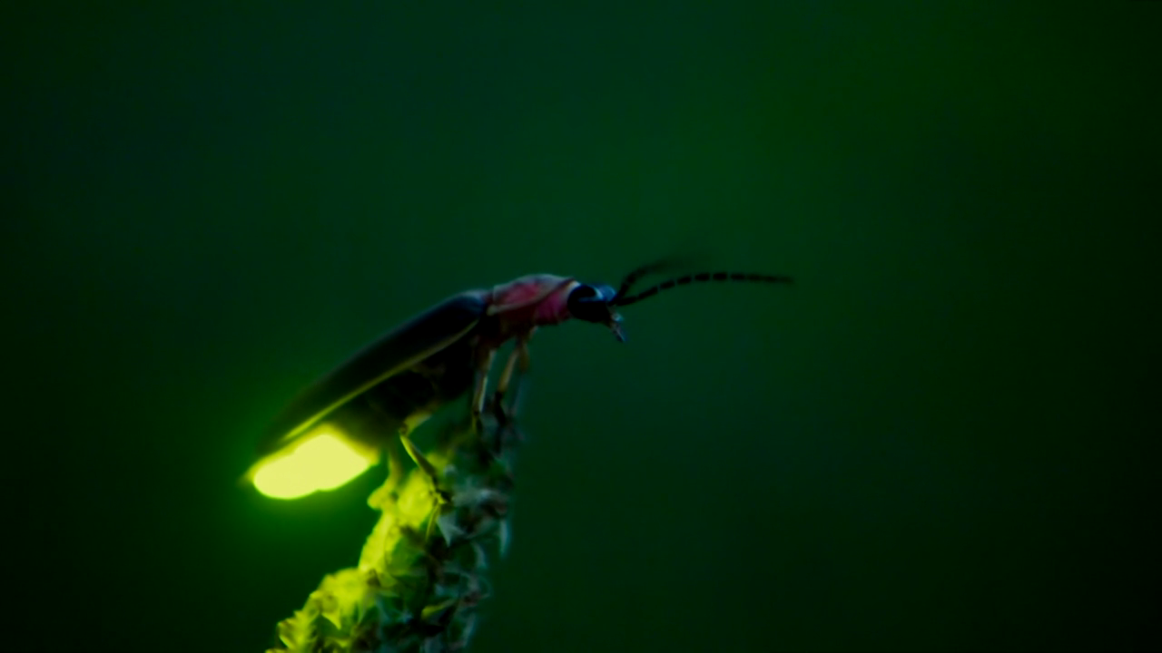 Светличков. Биолюминесценция светлячков. Жук светляк. Хемилюминесценция Светлячок. Светлячок насекомое.
