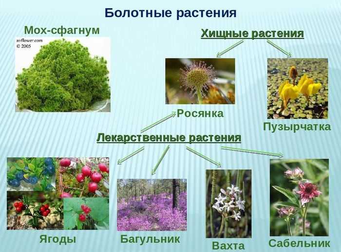 Желтые цветы - названия, фото и описания (каталог)