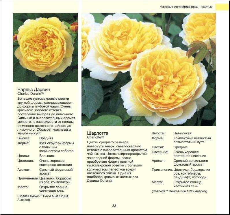 Желтые розы - фото сортов разных групп с названием и описанием