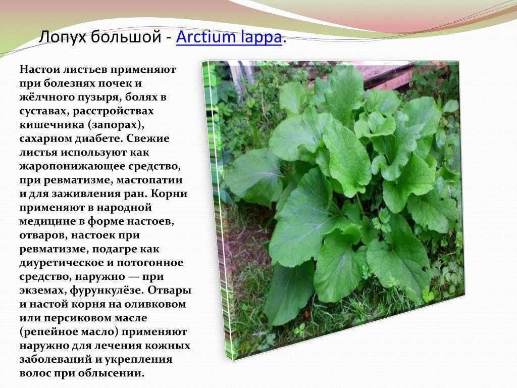 Лопух (репейник) – описание с фото растения; его лечебные свойства и противопоказания; польза и вред; применение в кулинарии и лечении (с рецептами)