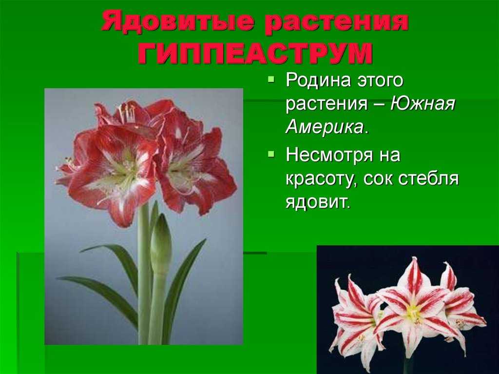 Ароматные цветы, распускающиеся ночью