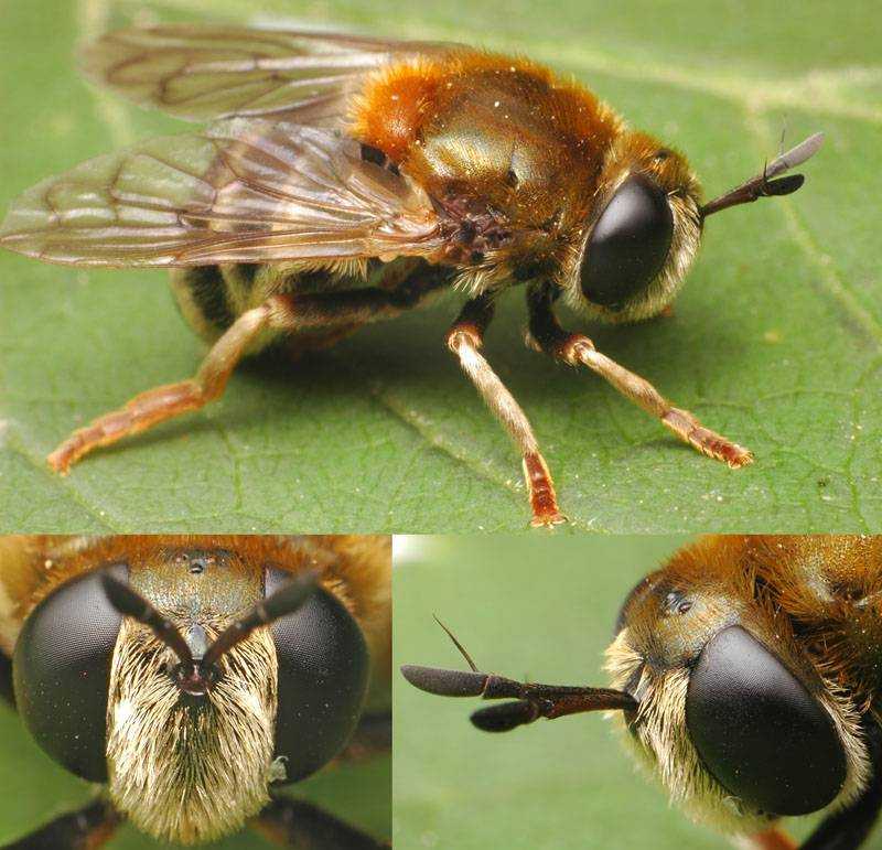 Приметы: к чему пчелы рано вылетают из ульев, залетают в дом