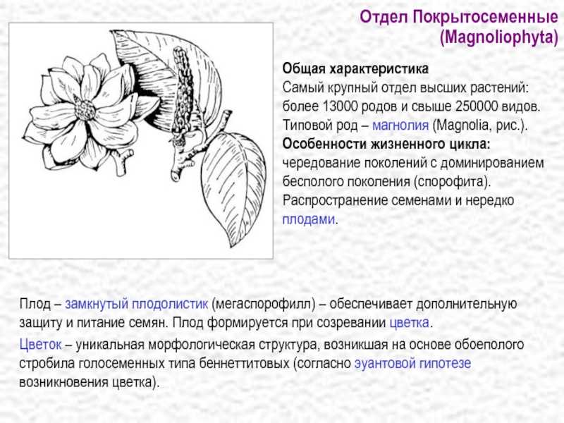 Отдел покрытосеменные общая характеристика и значение презентация