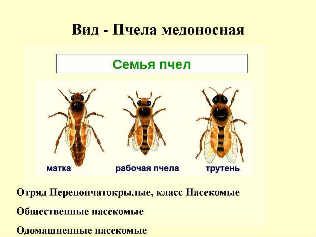 Строение пчелы медоносной