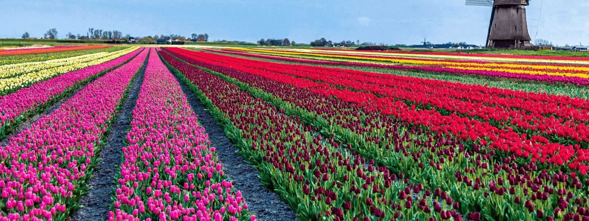цветы с голландии