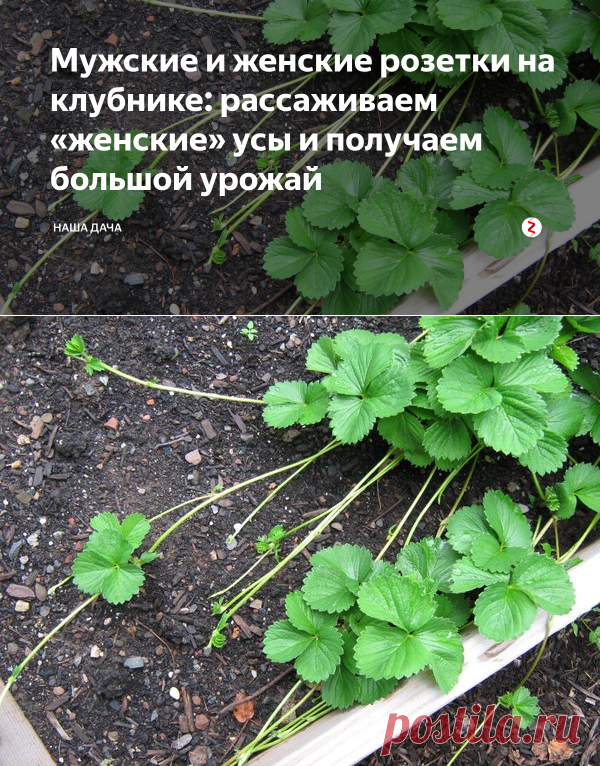 Как сделать клубничные сердечки в форме сердца - иллюстрированное руководство - готовка - 2023