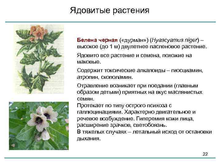 Белена черная - лечебные свойства растения и противопоказания, фото и применение белены.