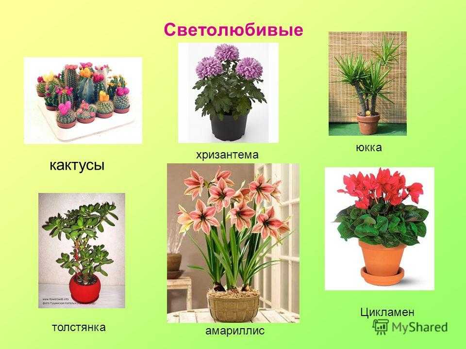 Цветы название найти комнатные растения. Светолюбивые и тенелюбивые. Светолюбивые комнатные растения. Комнатные цветы с названиями. Название домашних цветов.