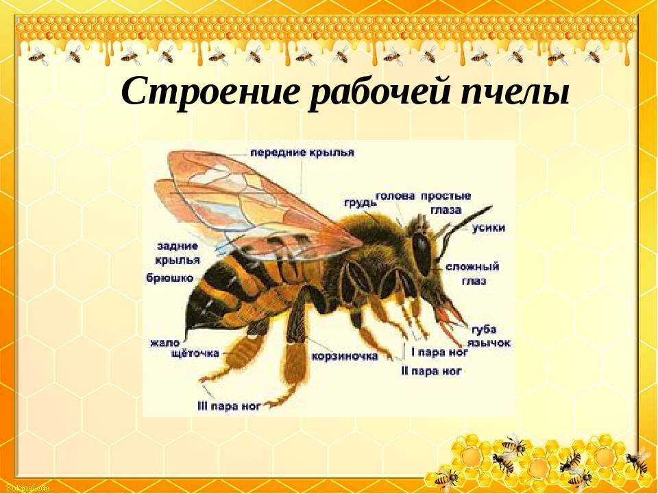 Цветы и пчелы | страна мастеров